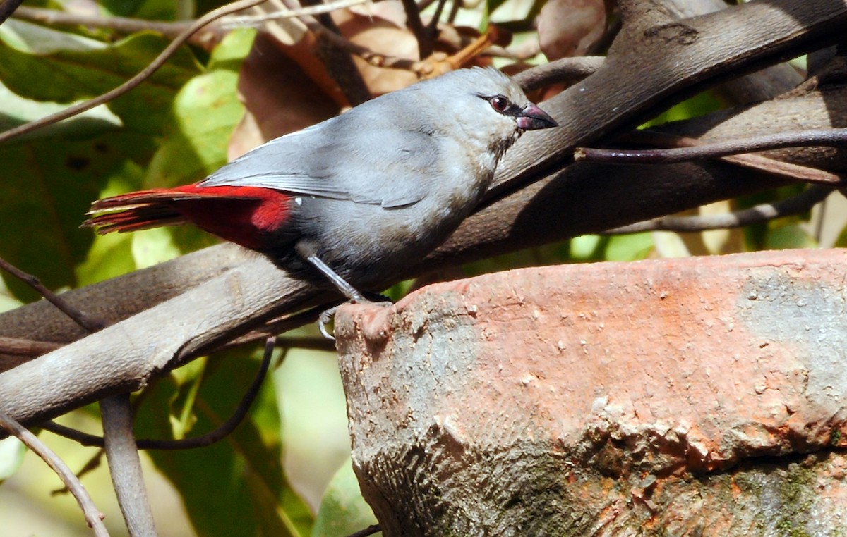 Lavender Waxbill - ML205135051