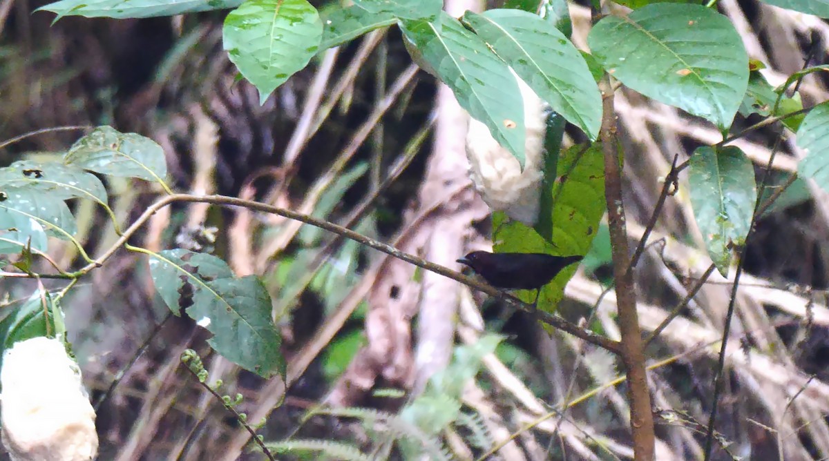 Chestnut-breasted Nigrita - ML205135101