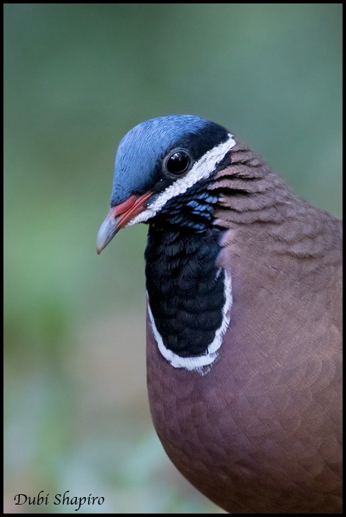 Blue-headed Quail-Dove - ML205135301