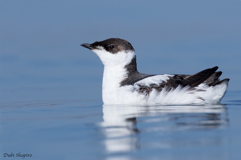 Marbled Murrelet - Dubi Shapiro
