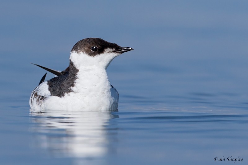 Marbled Murrelet - ML205135391