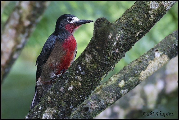 Puerto Rican Woodpecker - ML205135441