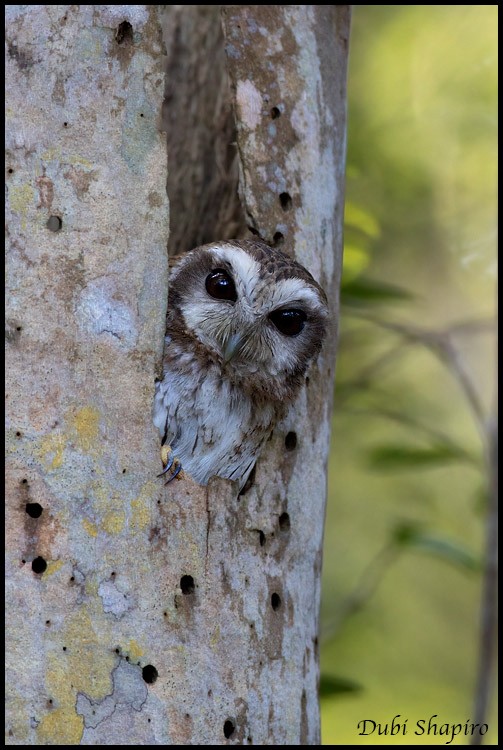 Bare-legged Owl - ML205135471