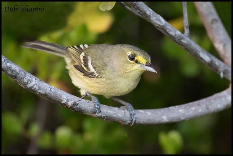 Vireo Piquigrueso - ML205135601