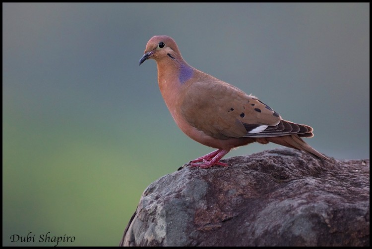 Zenaida Dove - ML205135741