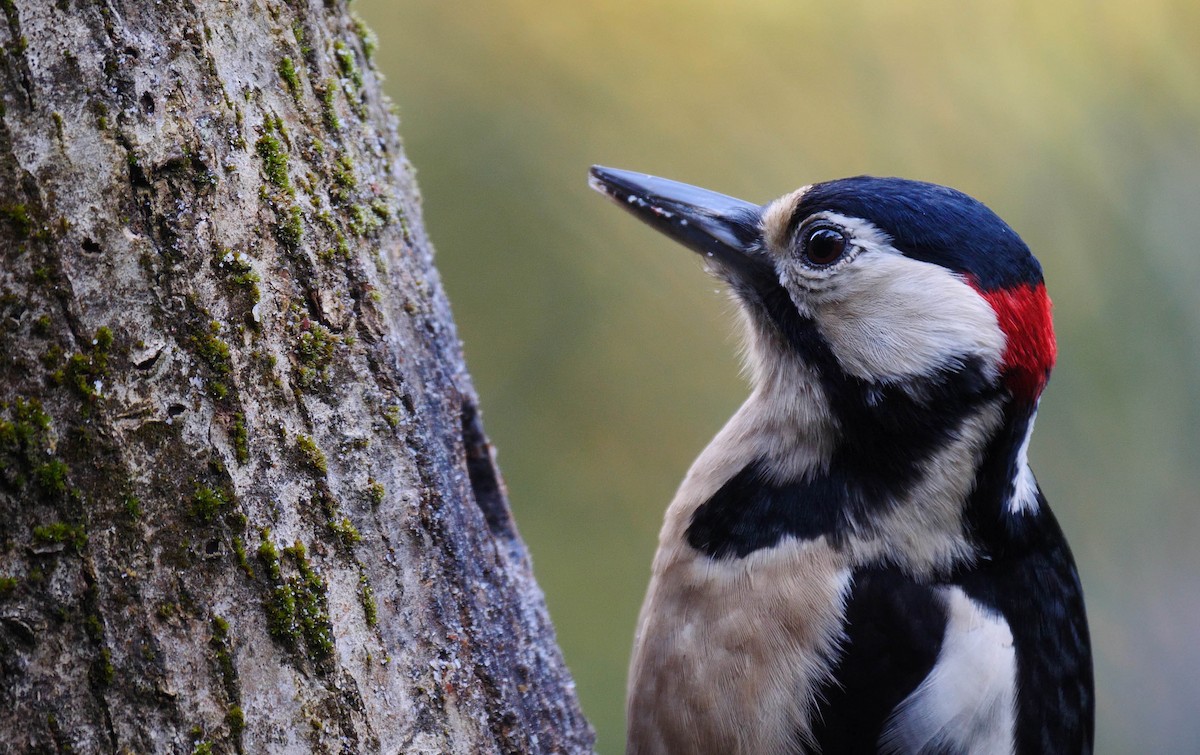 Great Spotted Woodpecker (Great Spotted) - ML205135931