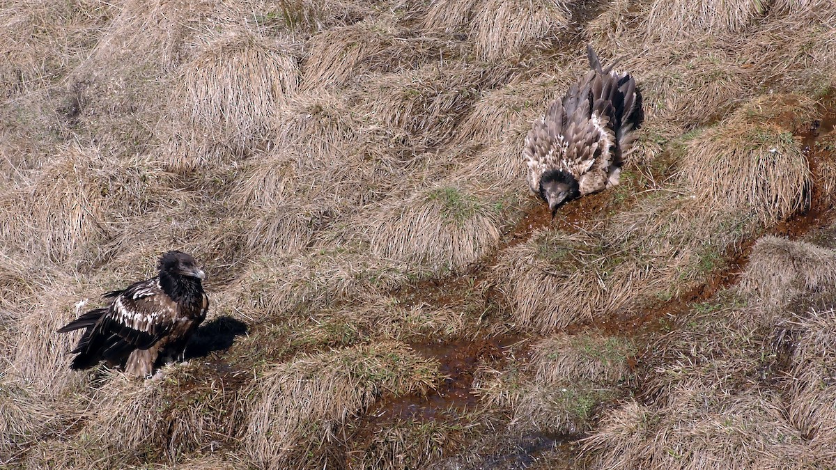 Bearded Vulture (Eurasian) - Josep del Hoyo