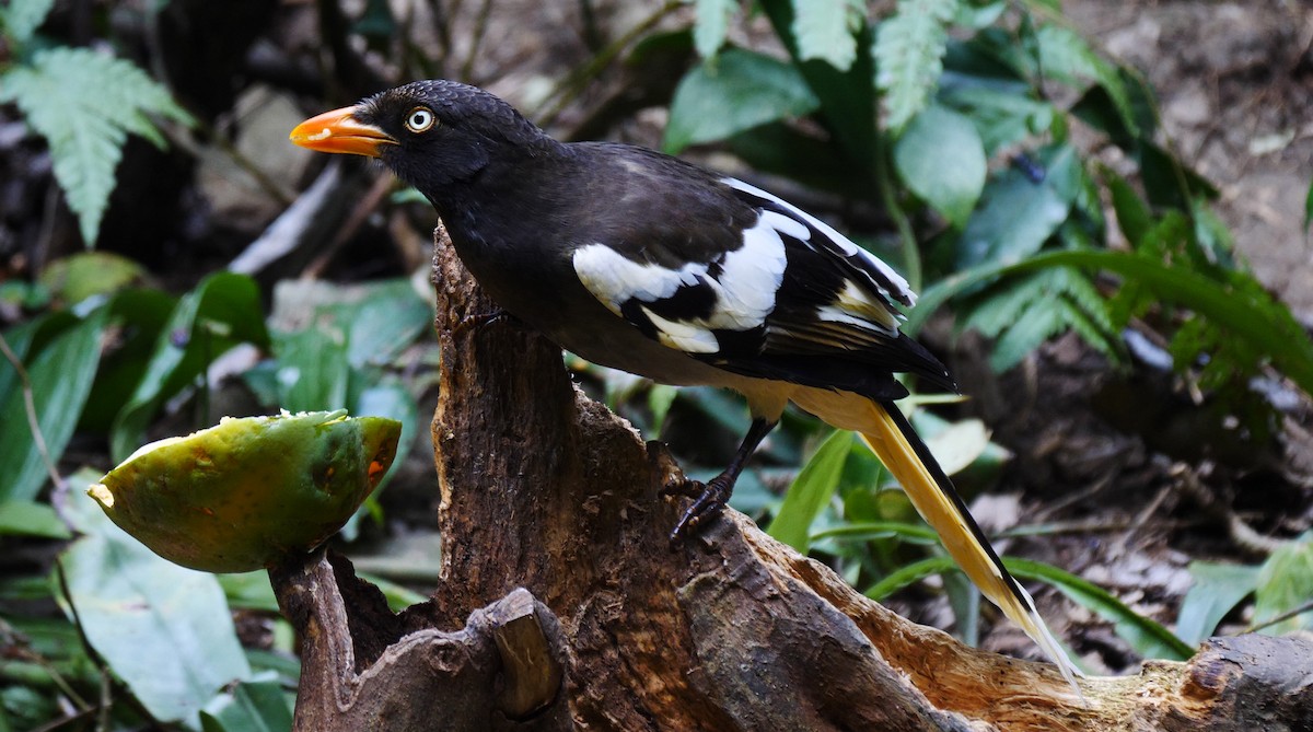 White-winged Magpie (Black-tailed) - ML205136201