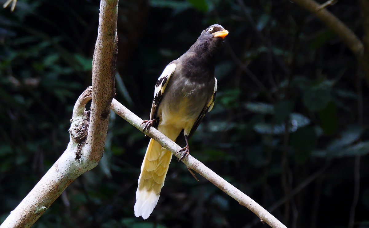 White-winged Magpie (Black-tailed) - ML205136211