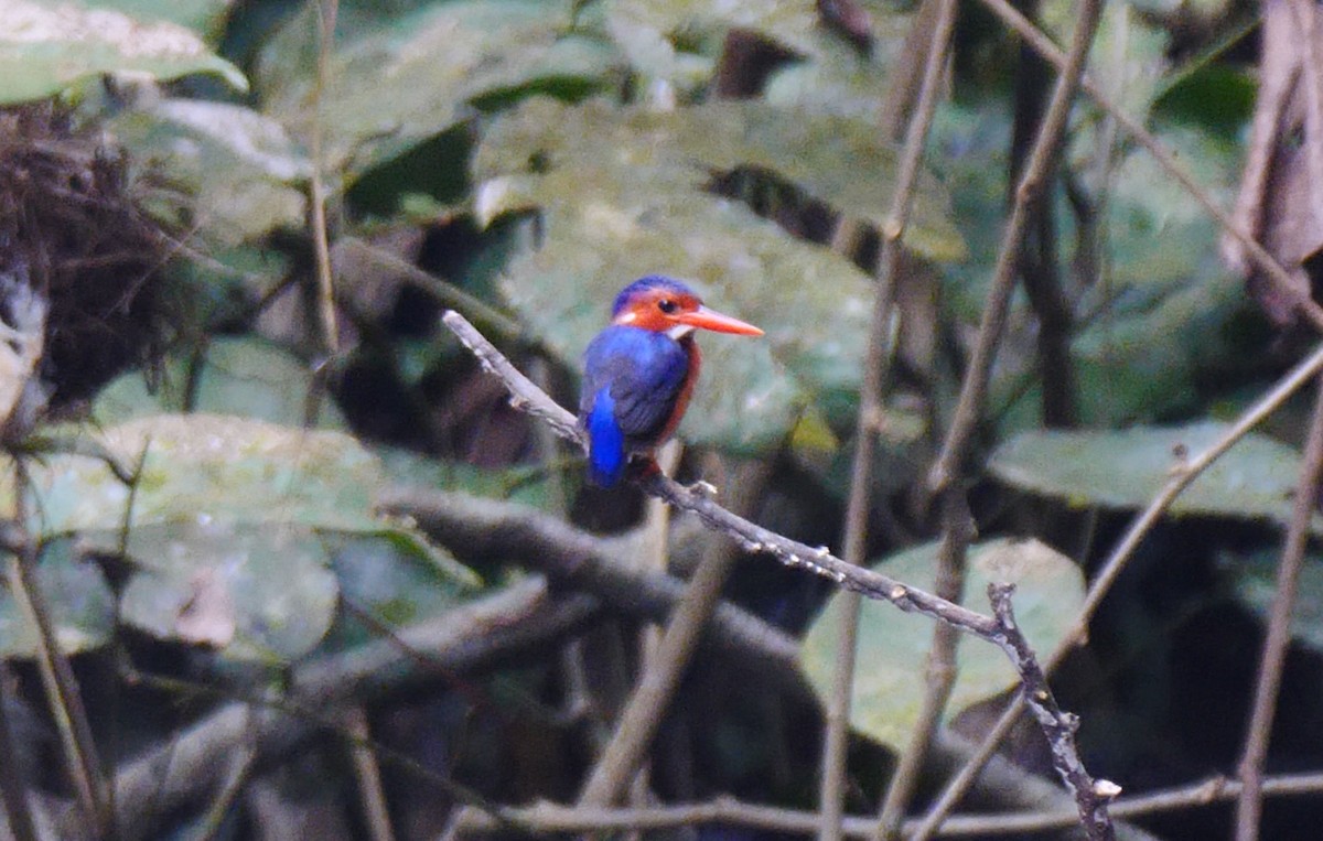 White-bellied Kingfisher - ML205136251