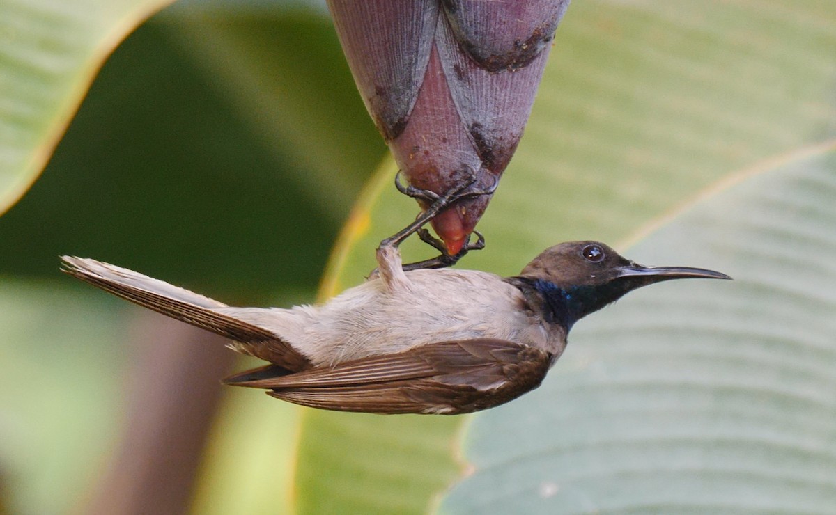 Blue-throated Brown Sunbird - ML205136291