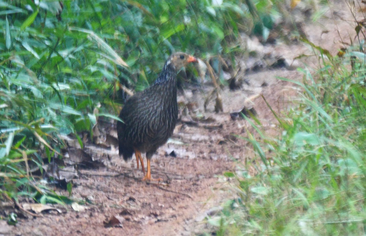 Francolin d'Ahanta - ML205136461