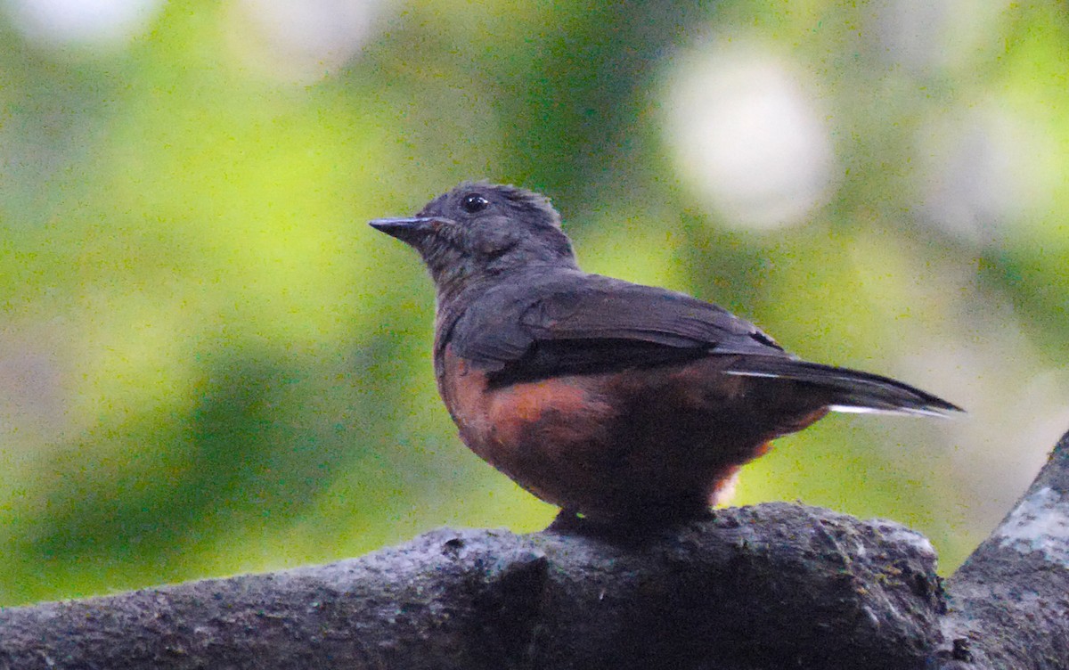 Finsch's Flycatcher-Thrush - Josep del Hoyo