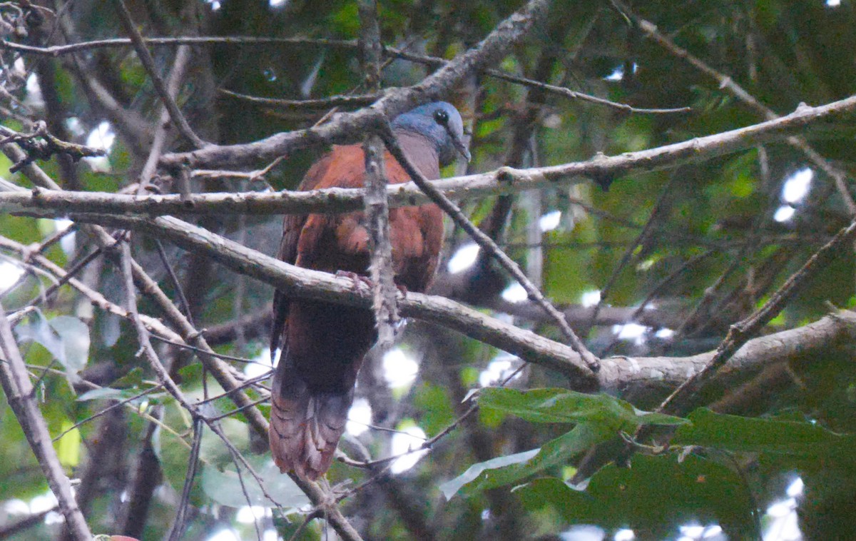 Blue-headed Wood-Dove - ML205136501