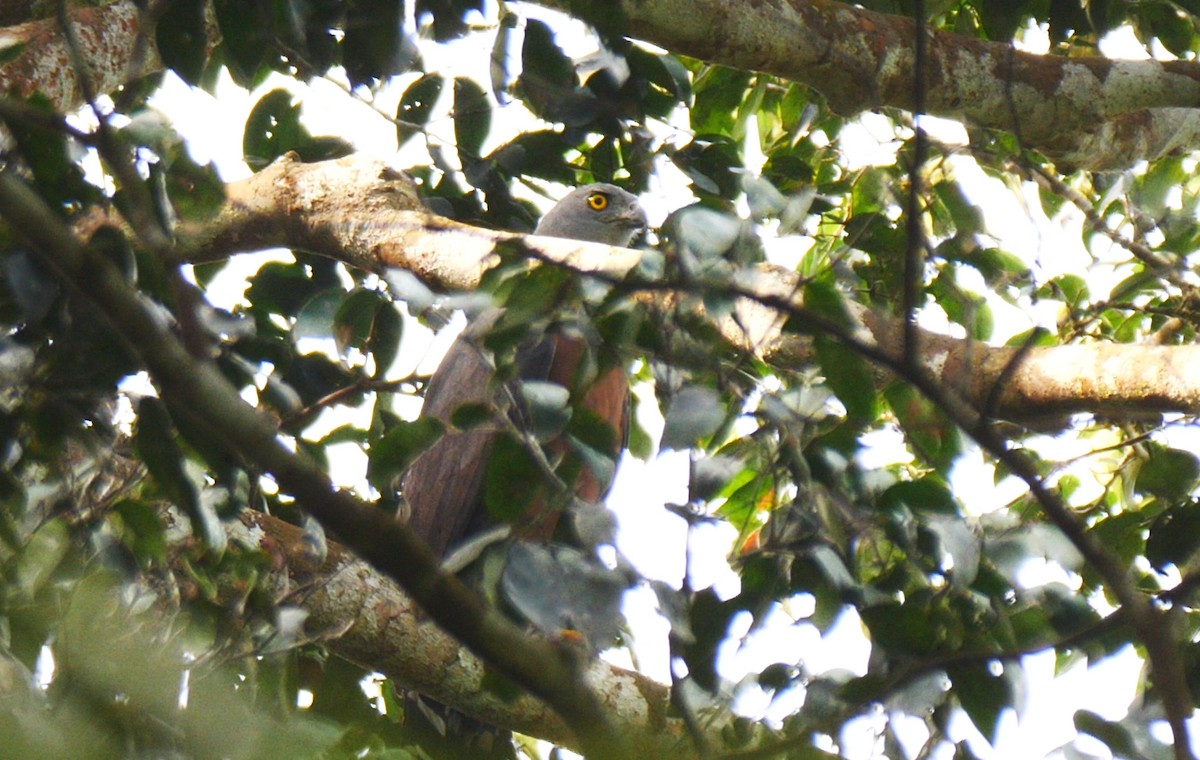 Long-tailed Hawk - ML205136511