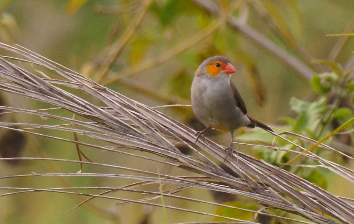 Orange-cheeked Waxbill - Josep del Hoyo