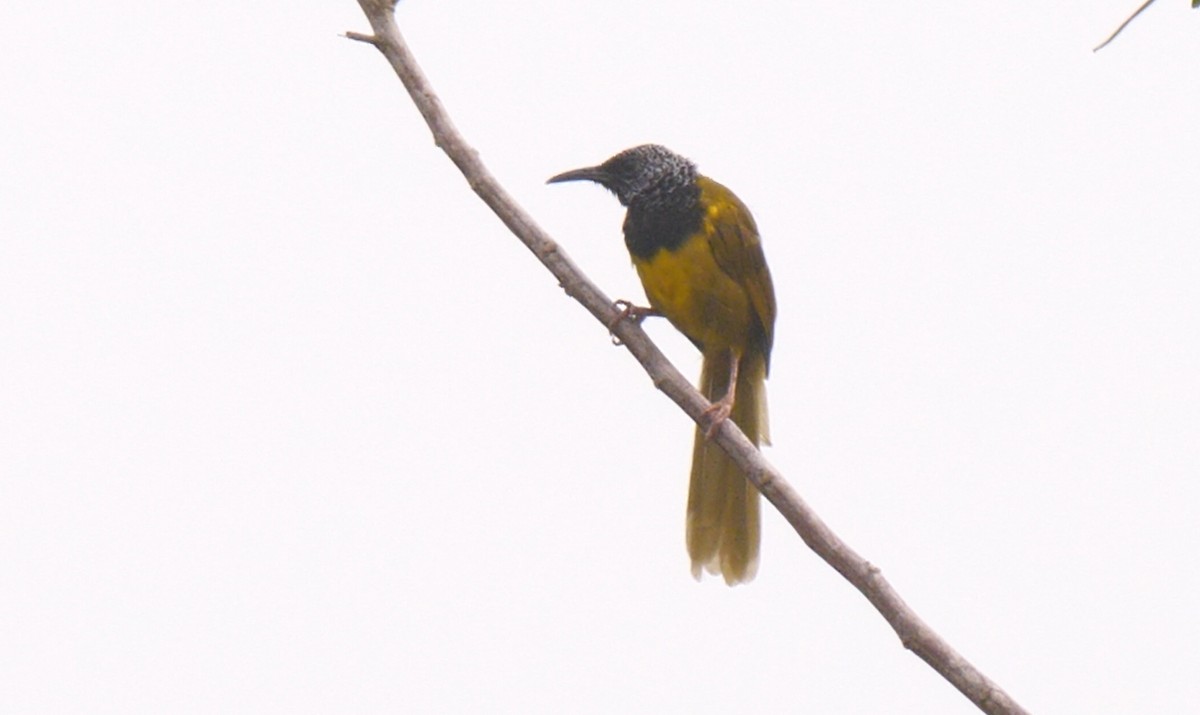 Oriole Warbler - Josep del Hoyo