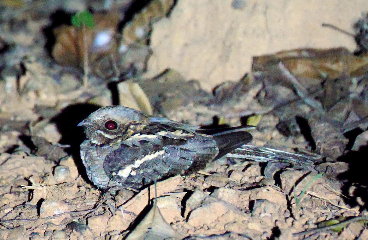 Long-tailed Nightjar - ML205136591