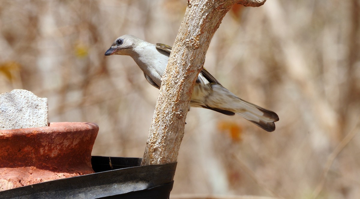 Lesser Honeyguide (Lesser) - ML205136631