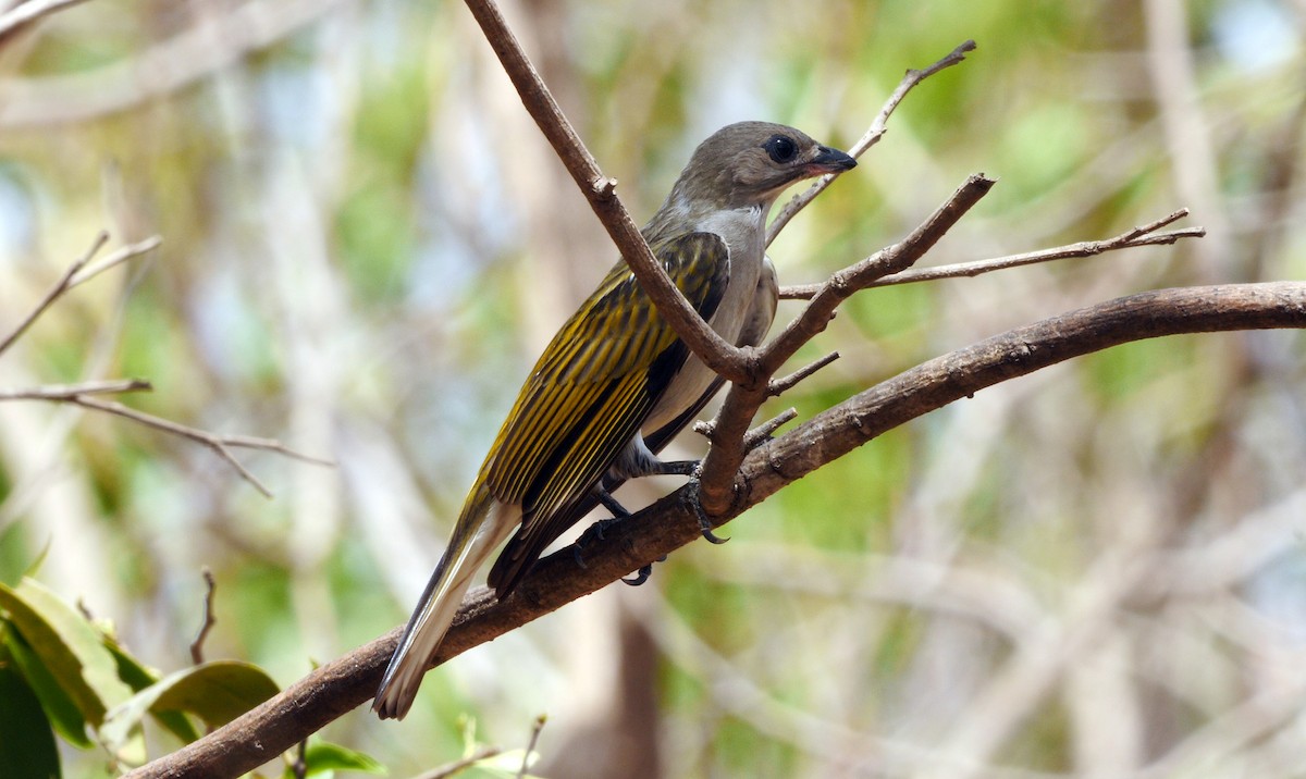 Lesser Honeyguide (Lesser) - ML205136641