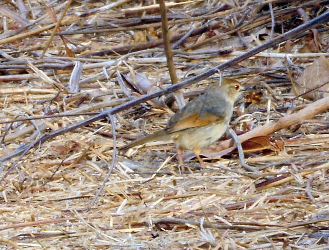 Red-winged Prinia - ML205136821