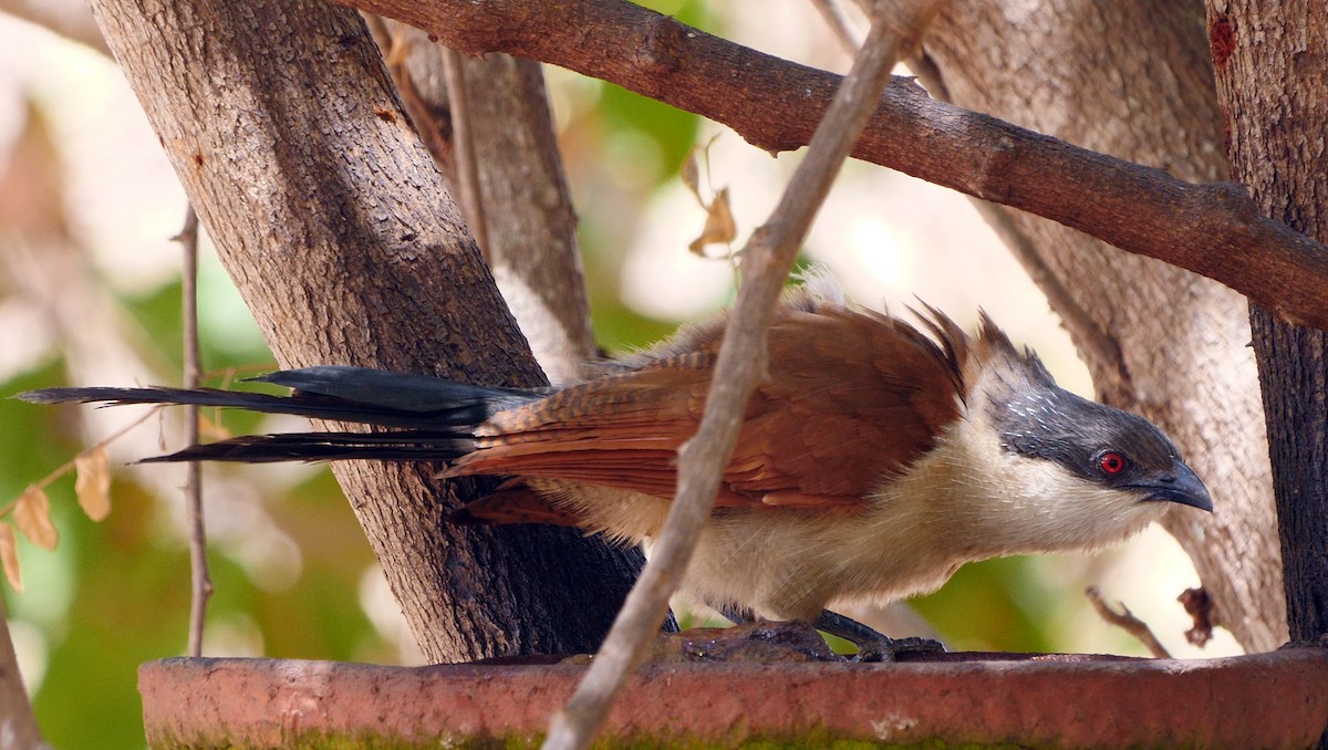 Coucal du Sénégal - ML205136971