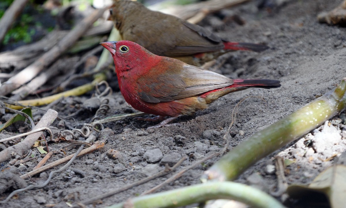 Red-billed Firefinch - ML205136981