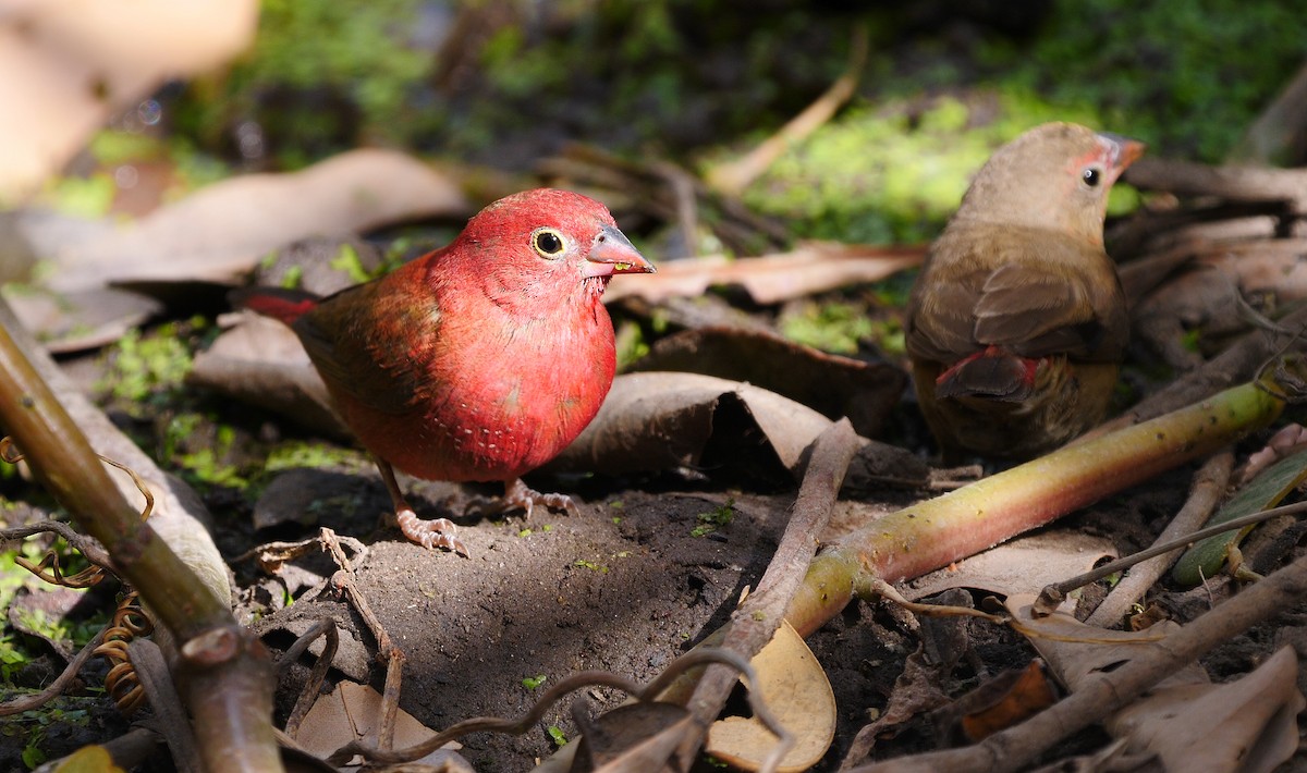 Red-billed Firefinch - ML205136991