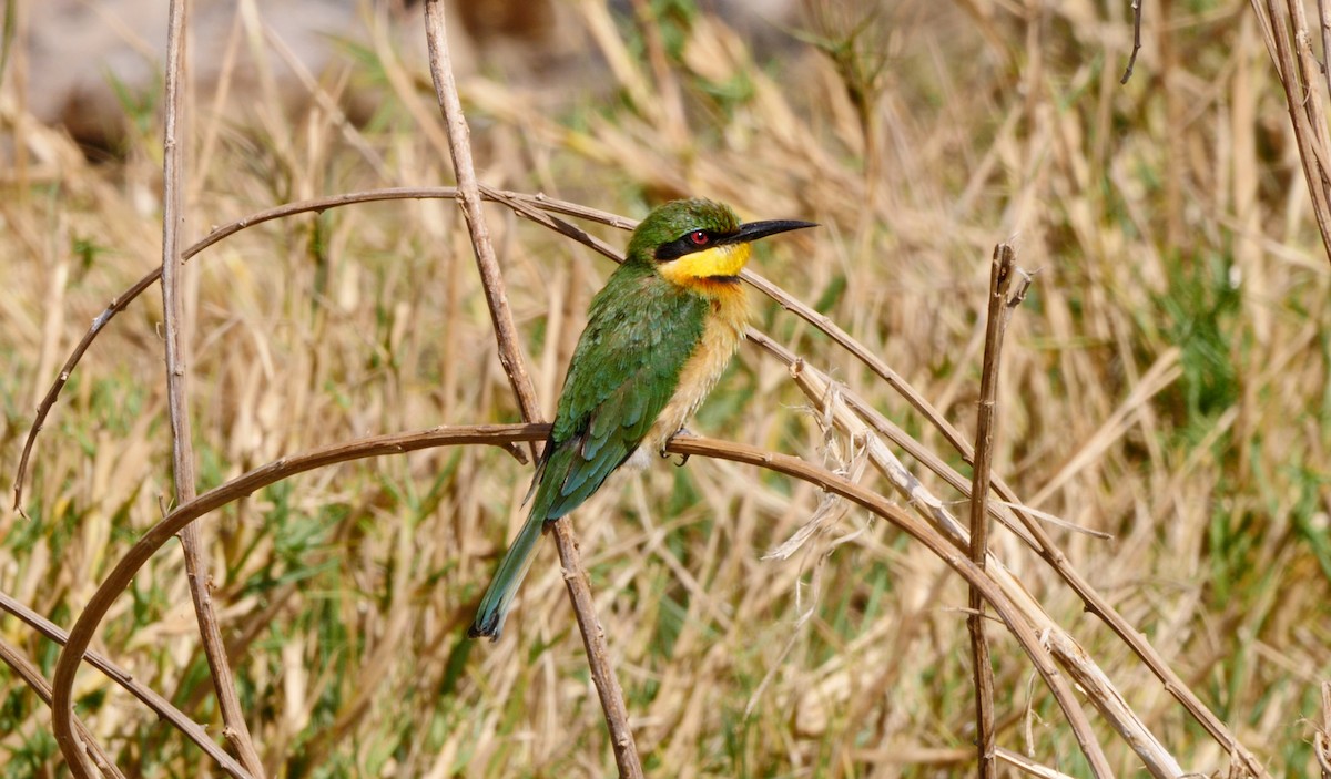 Little Bee-eater - ML205137021