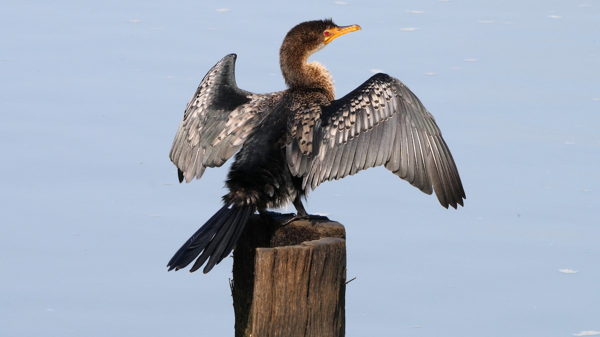 Long-tailed Cormorant - ML205137041