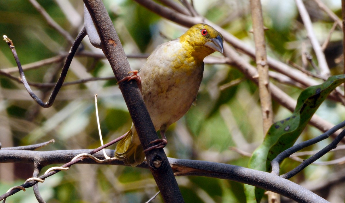 Tejedor Africano (grupo cucullatus) - ML205137081