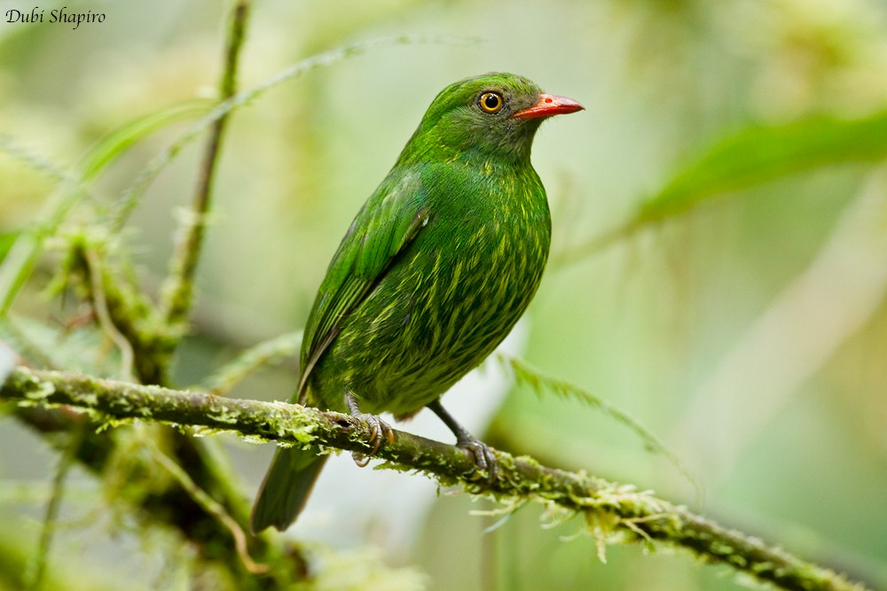 Orange-breasted Fruiteater - ML205137191