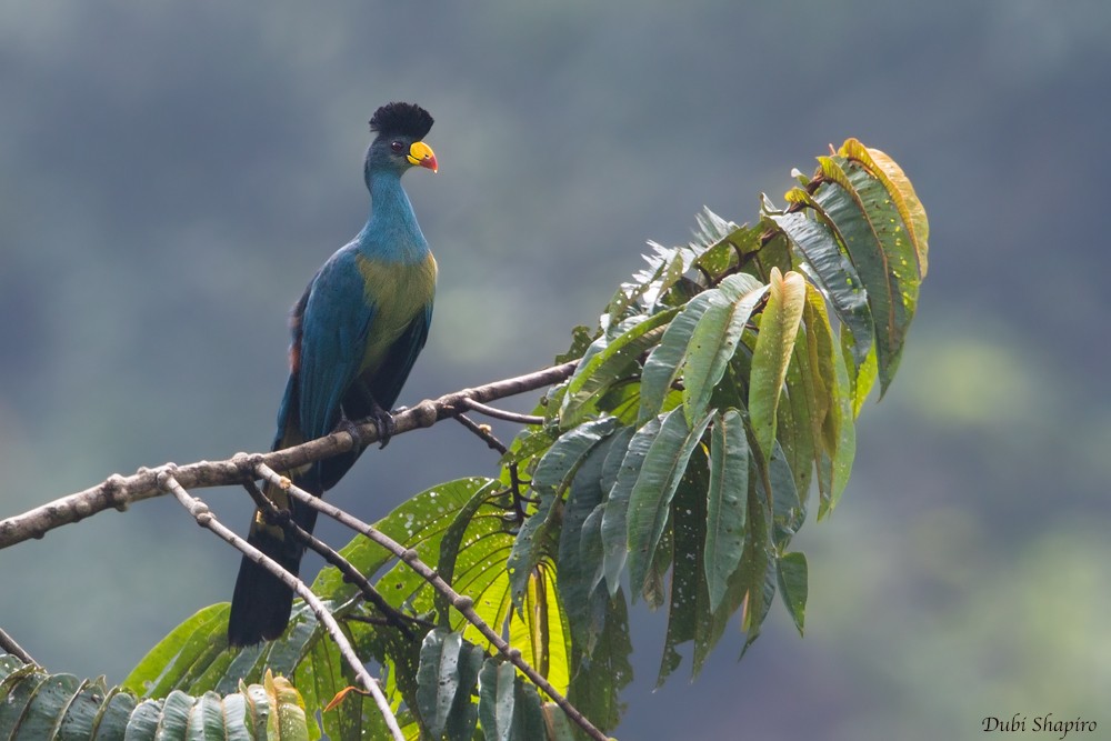 Turaco Gigante - ML205137201