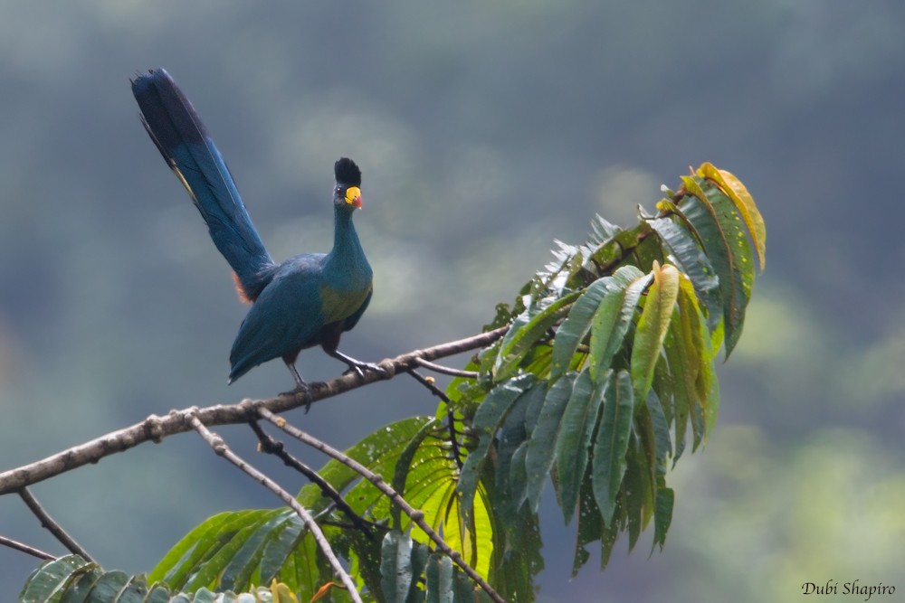 Turaco Gigante - ML205137211