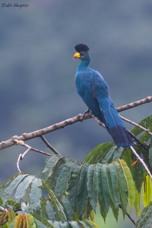 Turaco Gigante - ML205137221