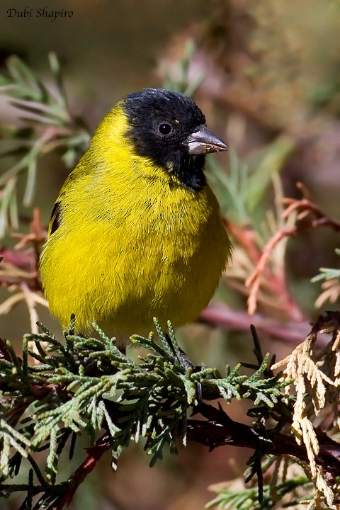 Hooded Siskin - Dubi Shapiro