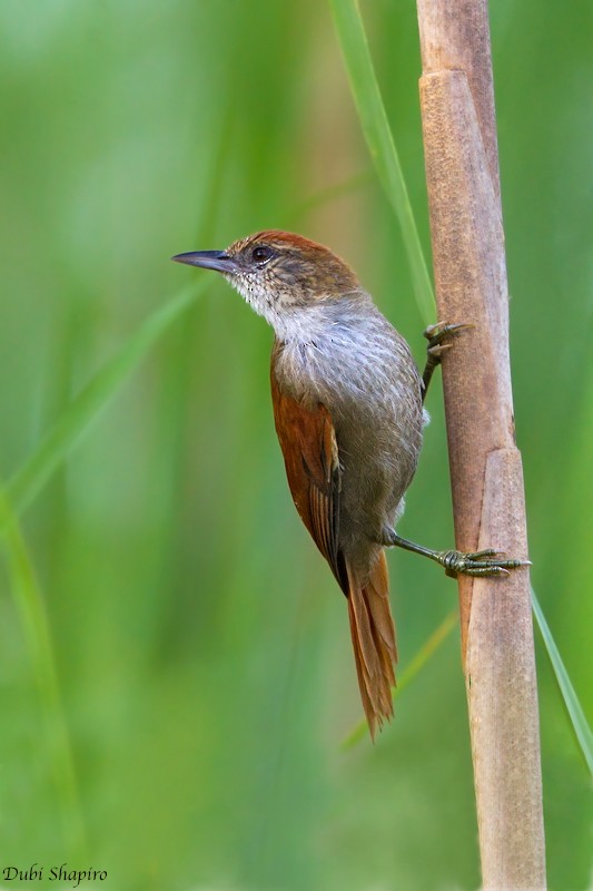 Parker's Spinetail - ML205137311