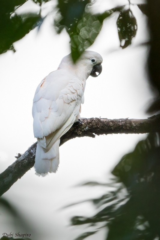 Salmon-crested Cockatoo - Dubi Shapiro