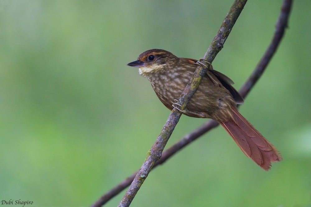 Buff-browed Foliage-gleaner - ML205137501