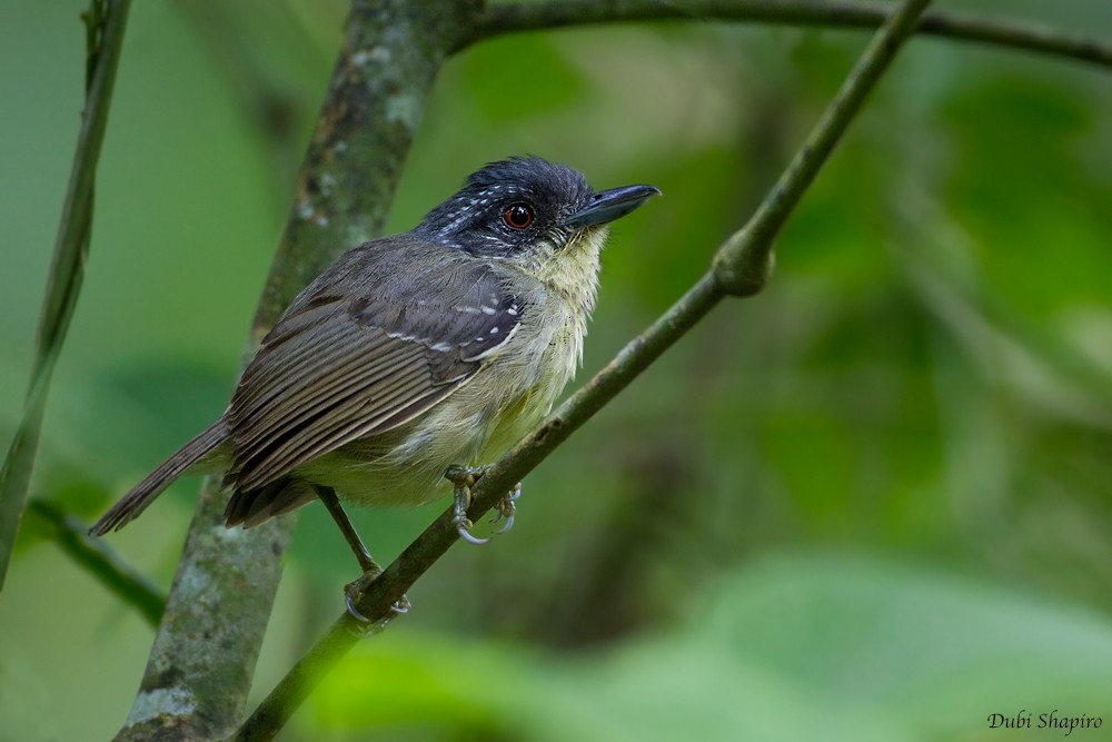 Spot-breasted Antvireo - Dubi Shapiro