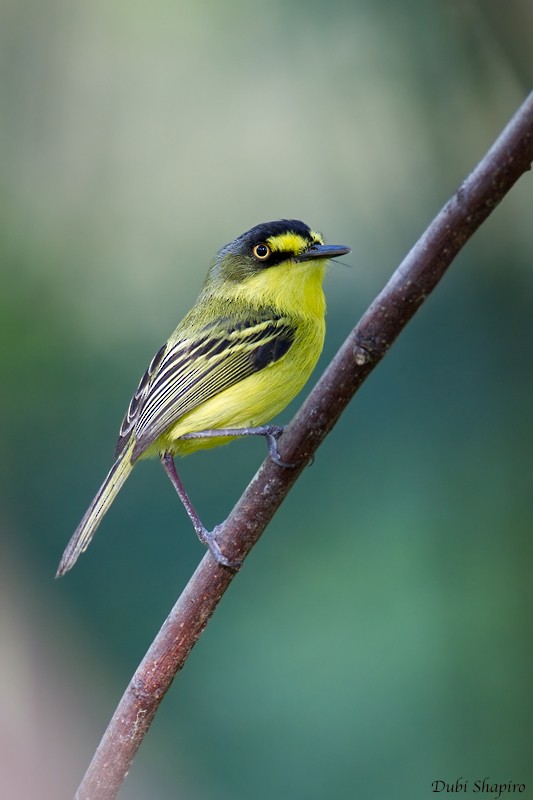 Gray-headed Tody-Flycatcher - ML205137541