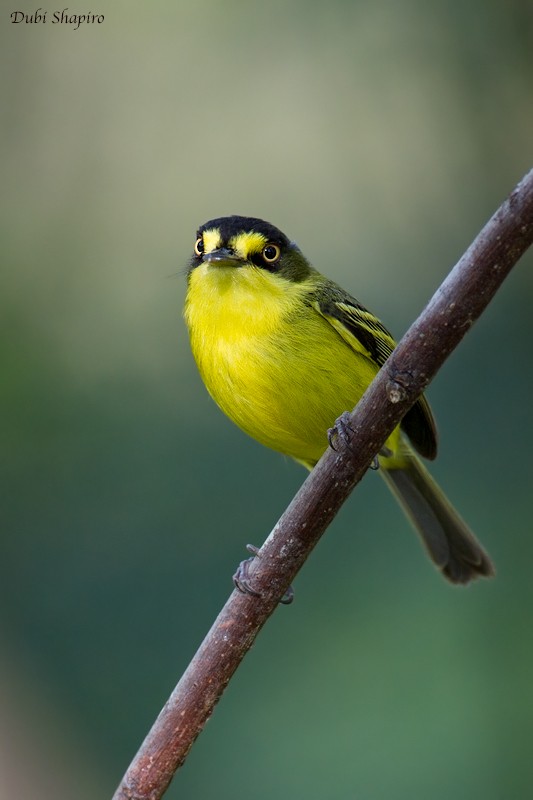 Gray-headed Tody-Flycatcher - ML205137551