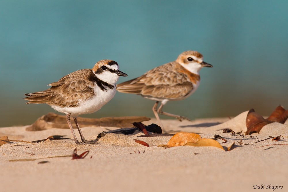 Malaysian Plover - ML205137621