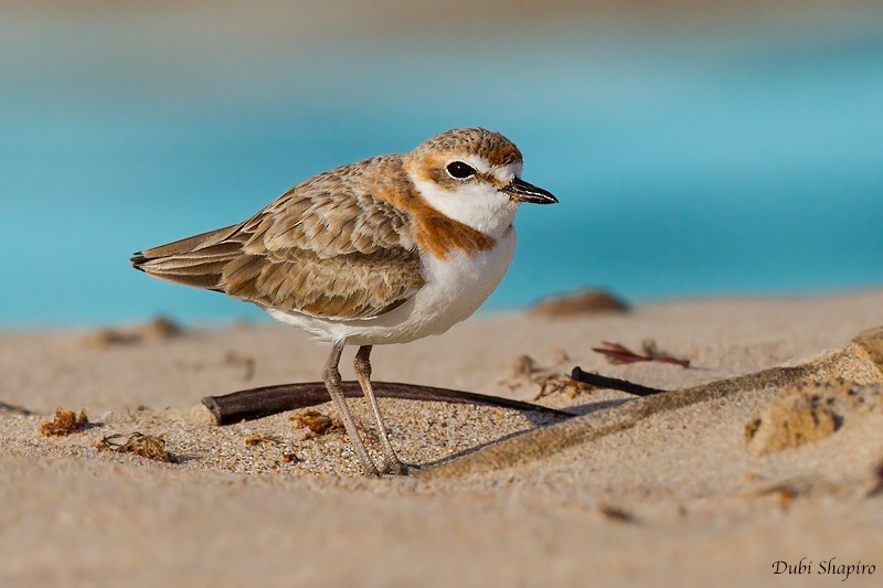 Malaysian Plover - ML205137631