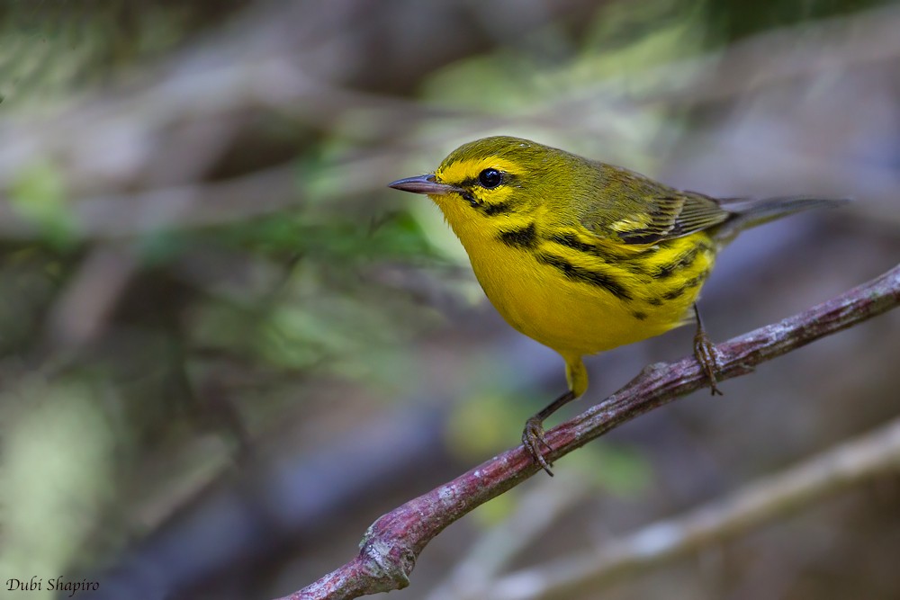 Prairie Warbler - ML205137671