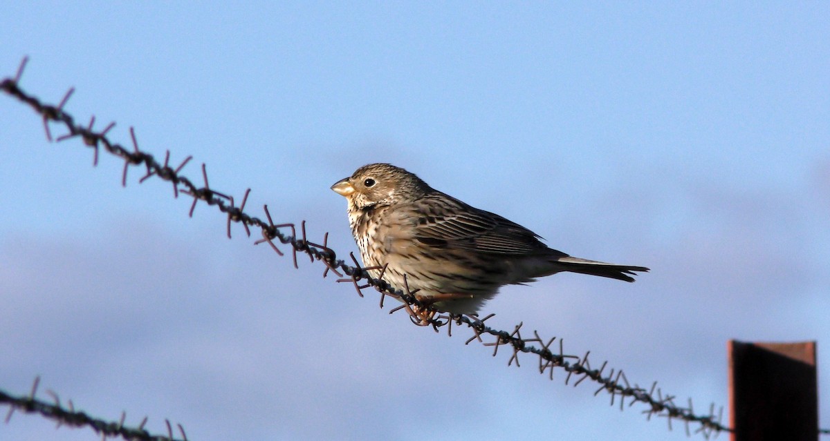 Corn Bunting - Josep del Hoyo