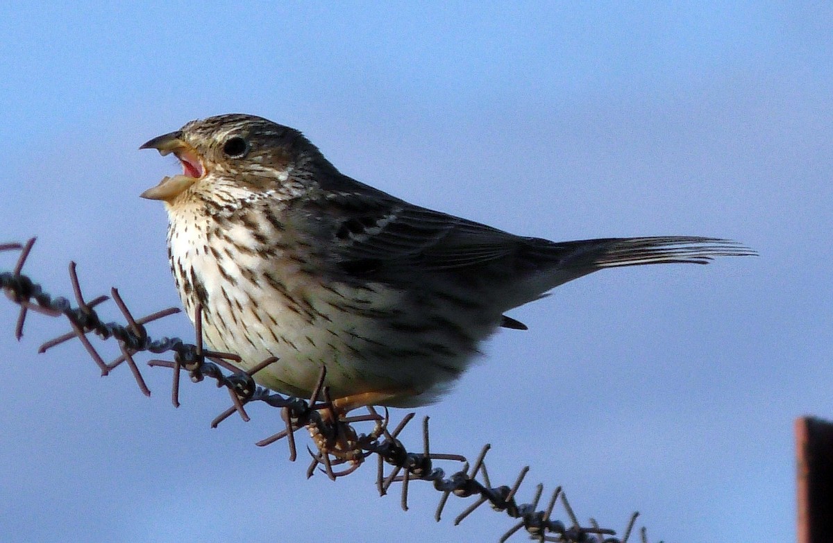 Corn Bunting - Josep del Hoyo