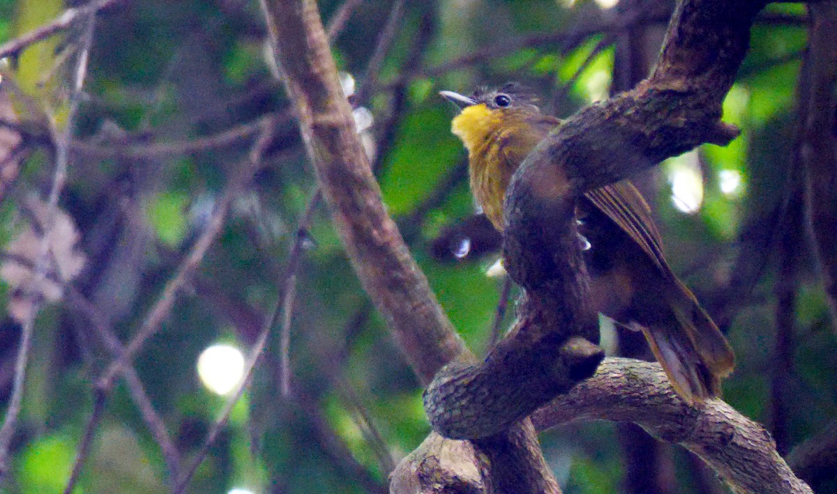 Yellow-bearded Greenbul - ML205137861