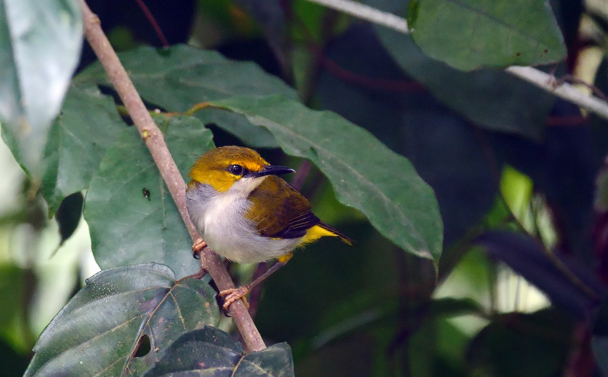 Yellow-browed Camaroptera - ML205137941