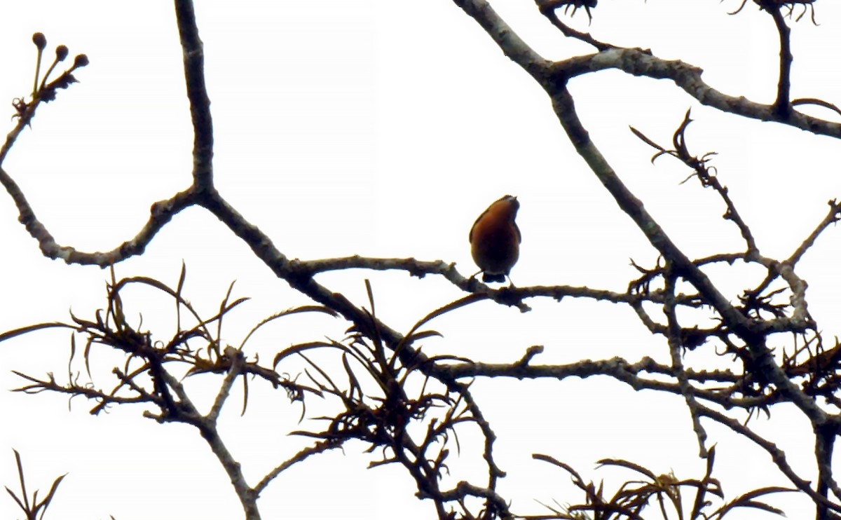 Violet-backed Hyliota - Josep del Hoyo